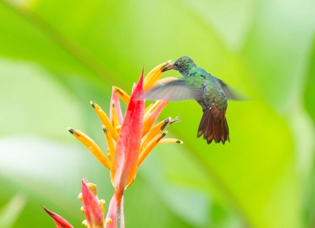 Hotel Catarata Rio Celeste บิฆากัว ภายนอก รูปภาพ