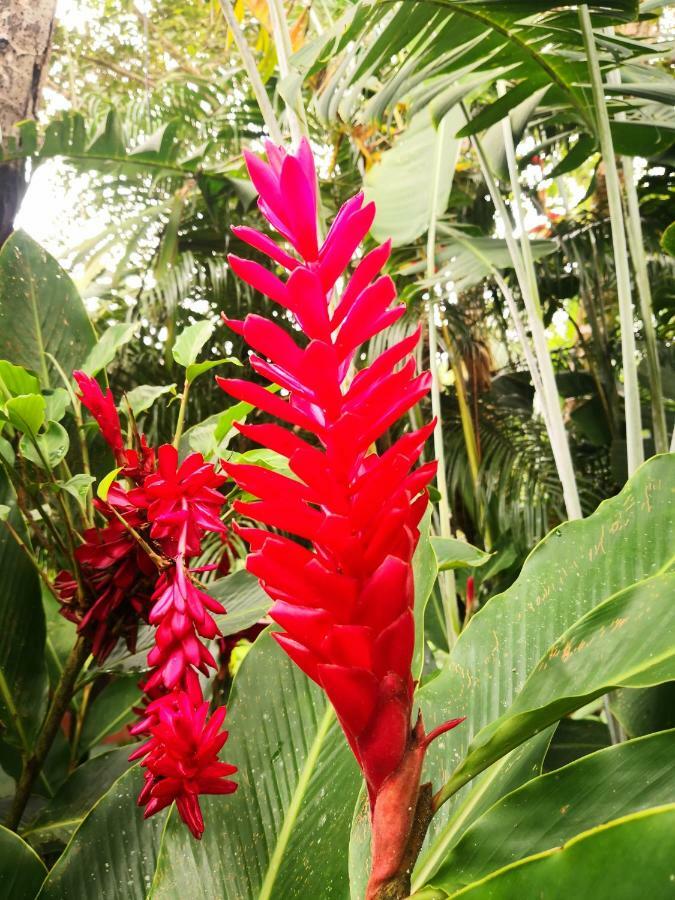 Hotel Catarata Rio Celeste บิฆากัว ภายนอก รูปภาพ